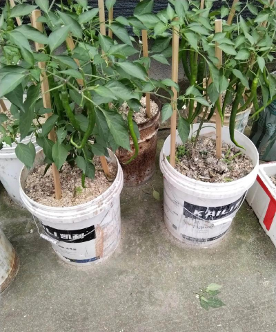 如何在花盆里种朝天椒