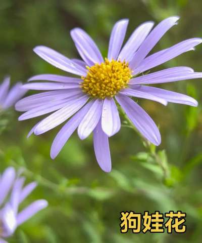 狗娃花叫什么