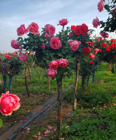 家庭养花用生根粉