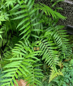 什么北方植物是蕨类