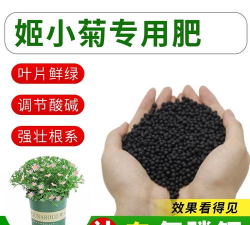 姬小菊施什么肥料