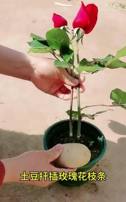 马铃薯怎么种玫瑰