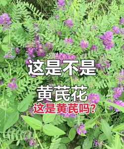 黄芪花是什么颜色