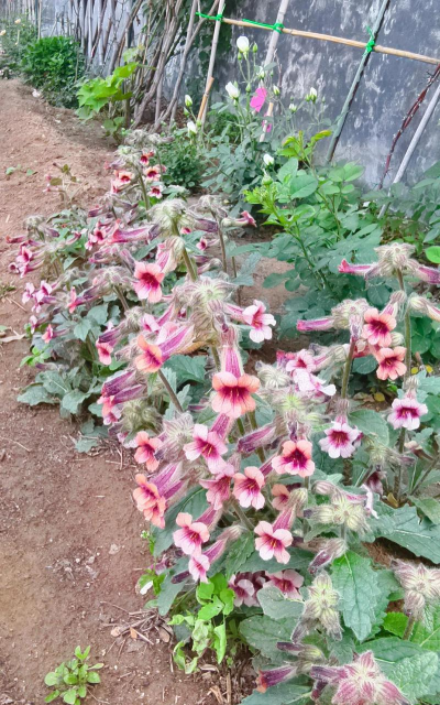 什么花和地黄相似