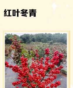 红冬青是什么品种
