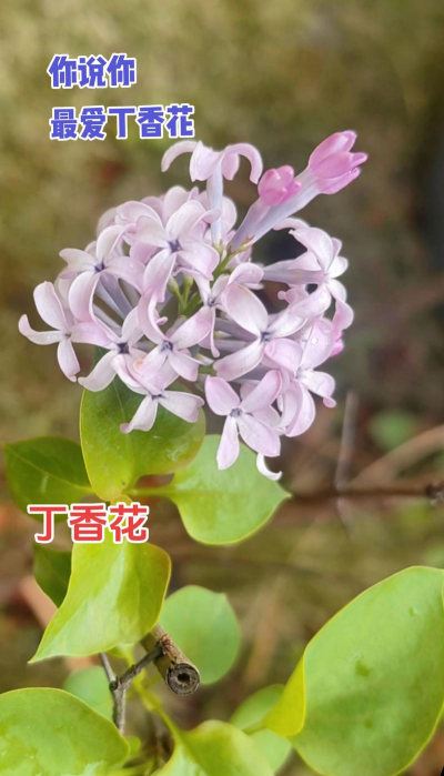 紫丁香适宜什么温度