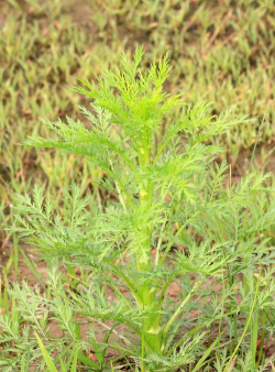 豚草的植物是什么
