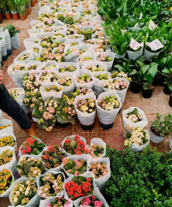 家庭养花用生根粉