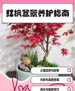 怎么养护红枫盆景