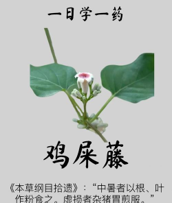 鸡屎怎么放植物