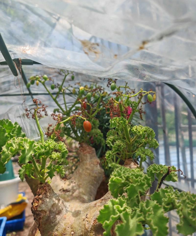 家庭养花用生根粉