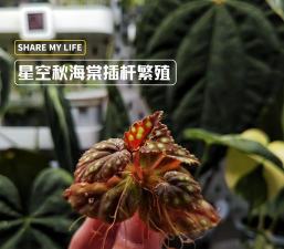 家庭养花用生根粉