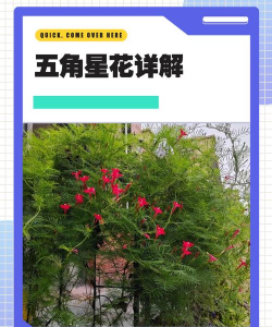 盆栽五角星花如何修剪