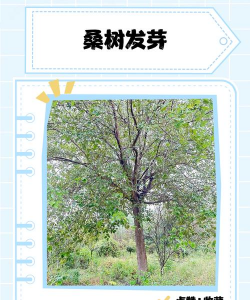 桑树在什么温度发芽