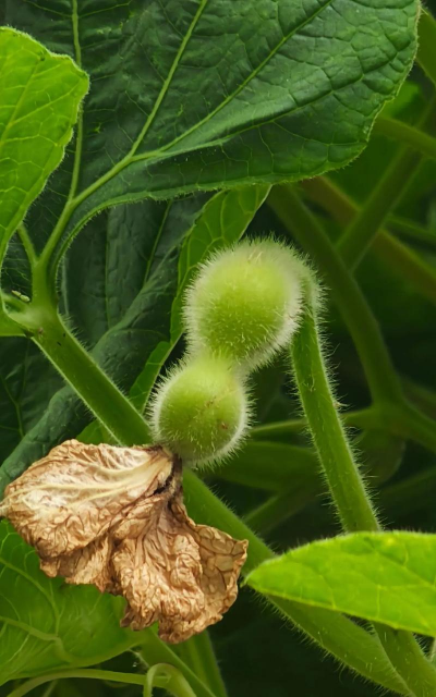 葫芦属于什么科