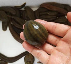 河泥有水蛭能不能养花