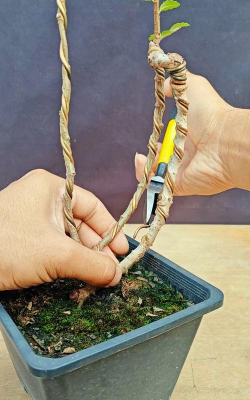 家庭养花用生根粉