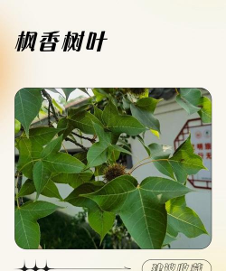 枫香的叶子像什么