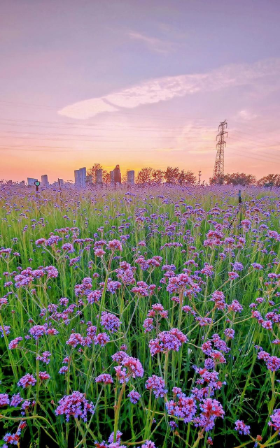 什么柳叶马鞭草