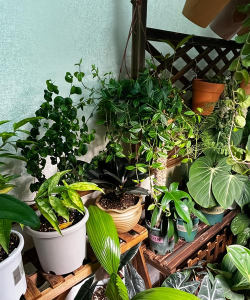 家庭养花用生根粉