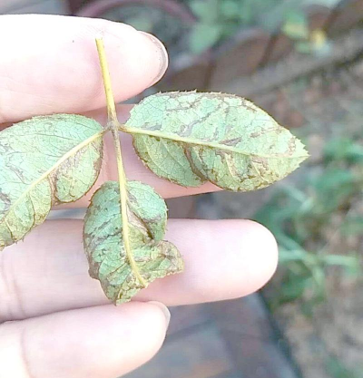 家庭养花用生根粉