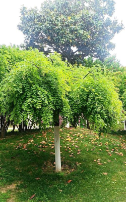 龙爪槐是什么类植物