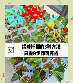 家庭养花用生根粉