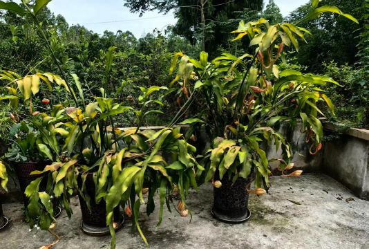 家庭养花用生根粉