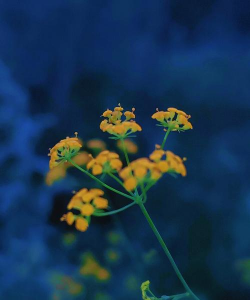 柴胡花是什么颜色