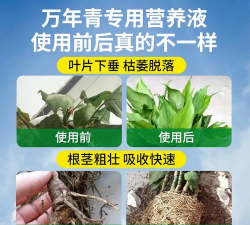 家庭养花用生根粉