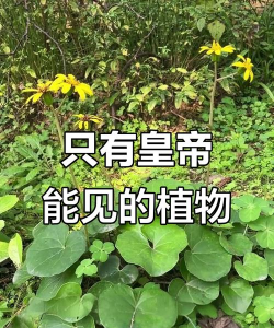 古时皇帝养什么花
