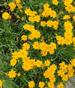 金鸡菊是什么黄