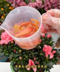 家庭养花用生根粉