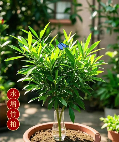 家庭养花用生根粉