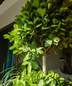 金钱榕用什么花盆