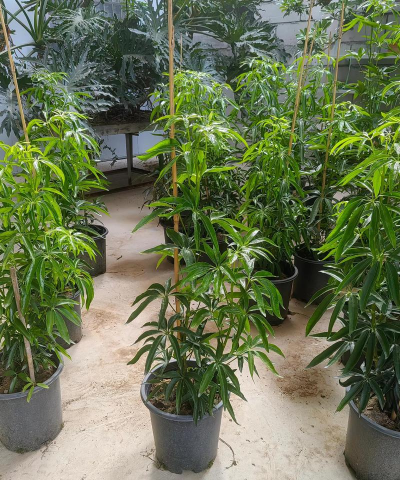 家庭养花用生根粉