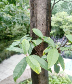 杜英叶子像什么