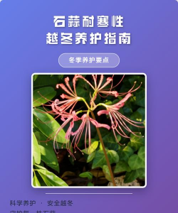 石蒜冬天怎么养