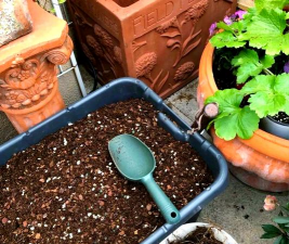 家庭养花用生根粉