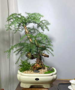 澳洲杉是什么树