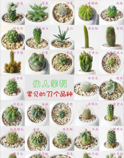 仙人掌有什么品种