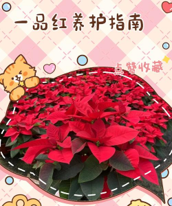 如何让一品红五一开花