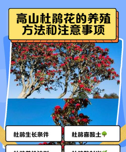 高山杜鹃怎么繁殖
