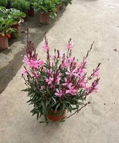 山上取什么东西最好养花