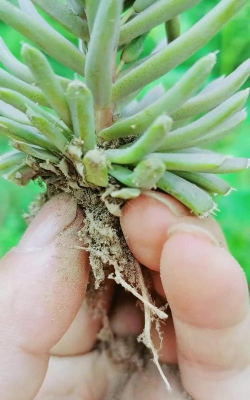 家庭养花用生根粉