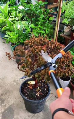 家庭养花用生根粉