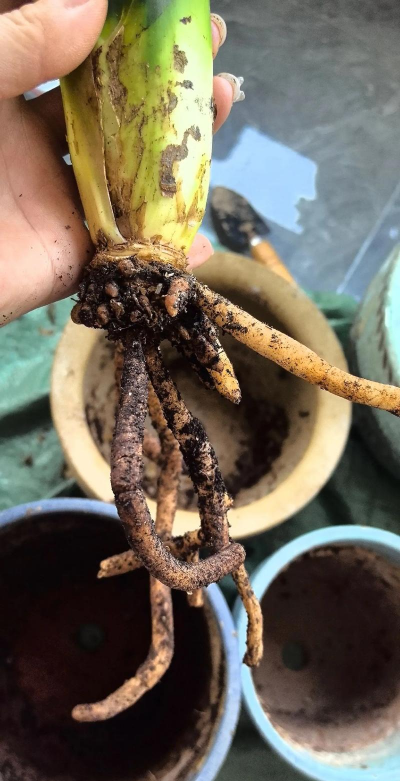 家庭养花用生根粉