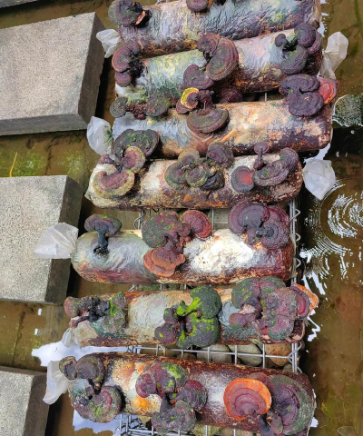 灵芝灵芝怎么栽培