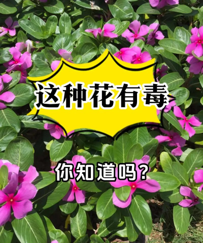 什么花闻着有毒