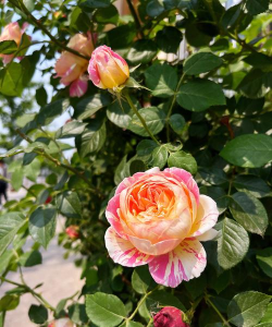 北京 市花是什么花